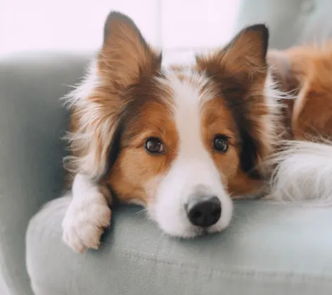 Dog on couch